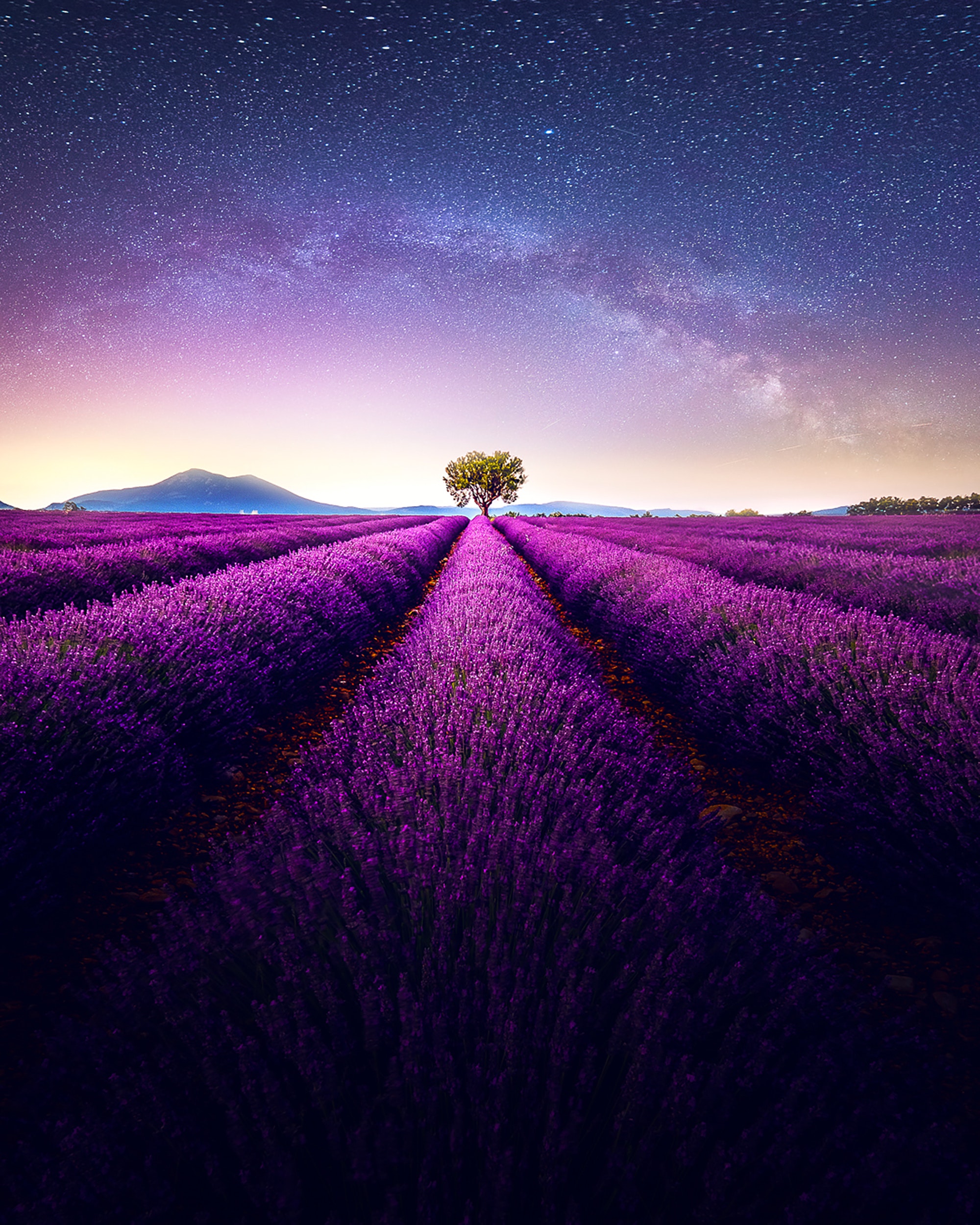 image of a lavander field with a distant tree.