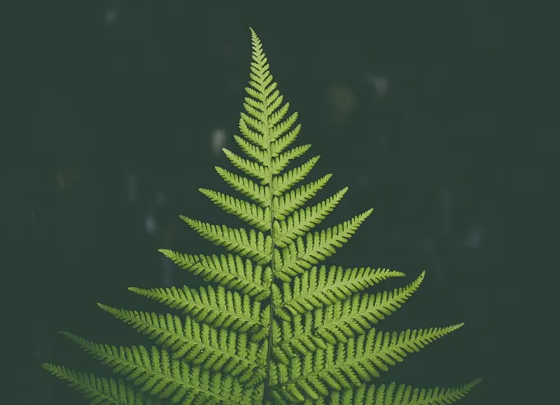 The GOOD advantages of using decision trees